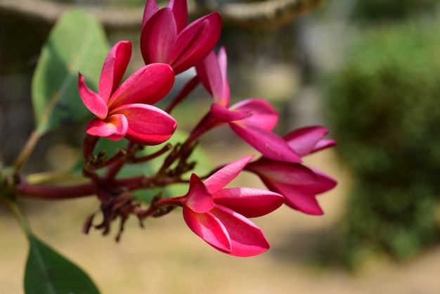 Fleurs colorées dans le jardin