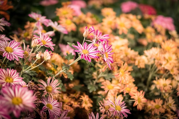 Fleurs colorées dans le jardin.