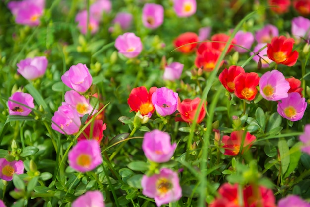 Fleurs colorées dans le jardin