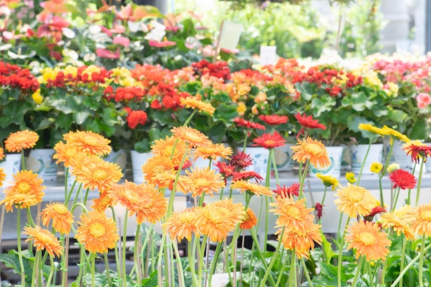 Fleurs colorées dans le jardin