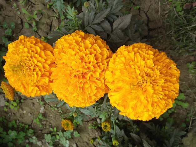 Fleurs colorées dans le jardin.