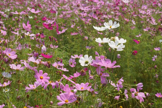 Les fleurs colorées du cosmos fleurissent dans la belle lumière du soleil