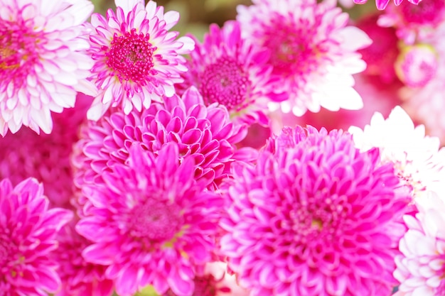 Fleurs colorées faites avec dégradé pour le fond