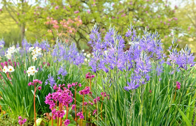 Fleurs colorées fleurissant dans un parterre de fleurs devant un magnolia dans un parc