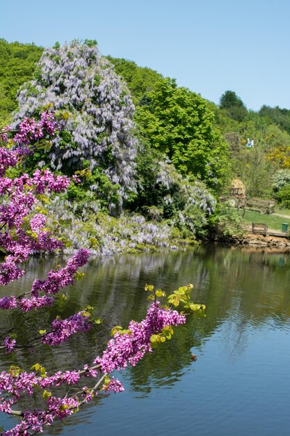 Photo les fleurs colorées fleurissent au printemps dans les arbres