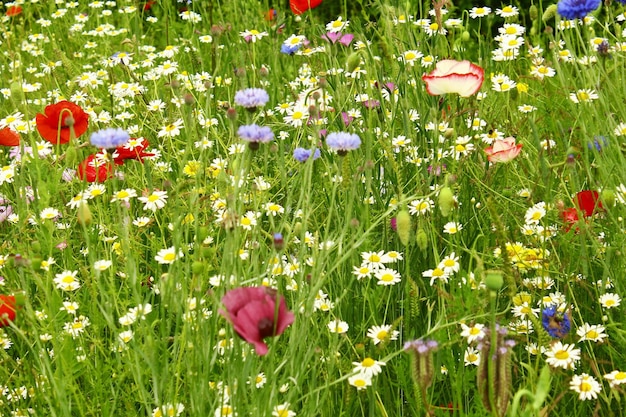 Des fleurs colorées fleurissent sur le champ