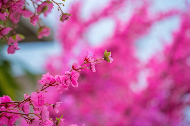 Des fleurs colorées fleurissent dans un petit village avant le festival du Têt Année lunaire du Vietnam Fleur de pêcher le symbole du nouvel an lunaire vietnamien