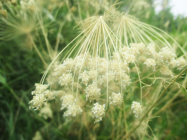 Fleurs colorées et nature verte