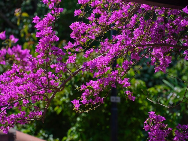 Fleurs colorées par une belle journée d'été