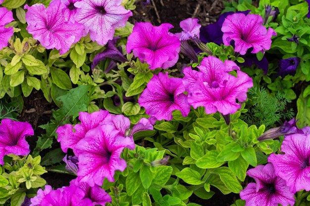 Fleurs colorées de Pétunia dans le jardin