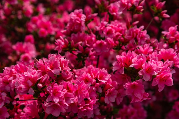 Fleurs colorées en pleine floraison Azalées indiennes Rhododendron simsii au printemps