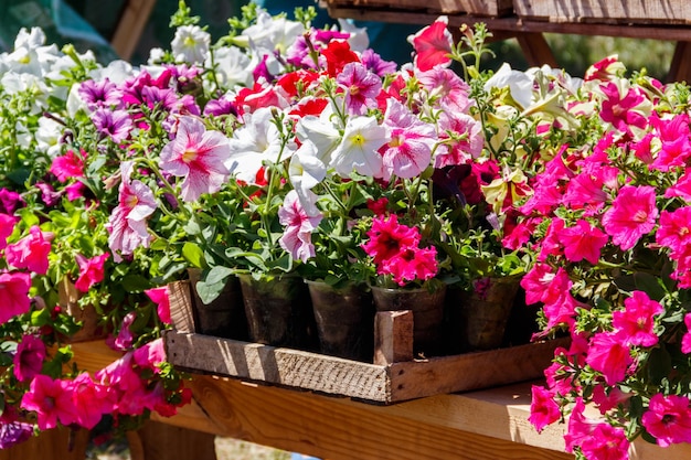 Fleurs colorées en pot de pétunia à vendre sur le marché en plein air