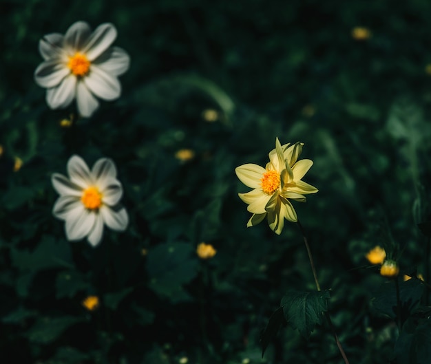 Fleurs colorées en profondeur de champ