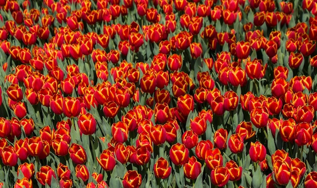 Fleurs colorées de tulipe comme fond dans le jardin