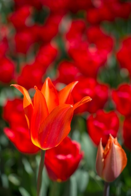 Fleurs colorées de tulipe comme fond dans le jardin