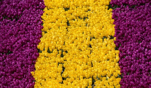 Fleurs colorées de tulipe comme fond dans le jardin