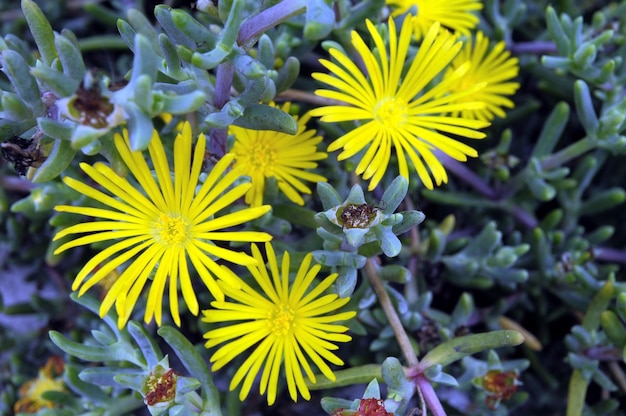 Photo fleurs colorées