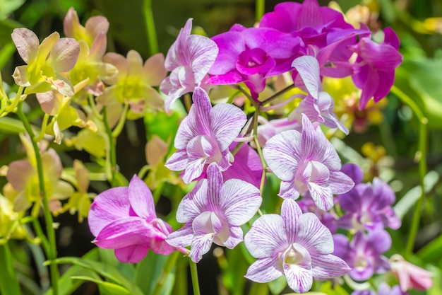 Fleurs colorées