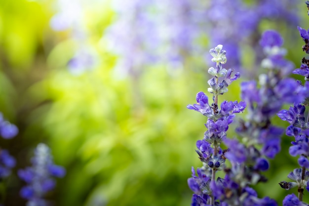 fleurs colorées