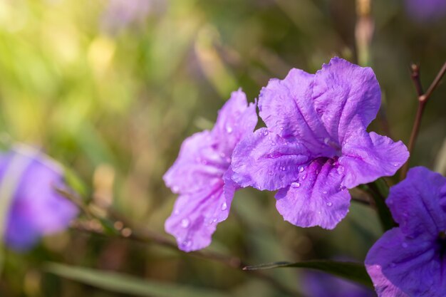 fleurs colorées