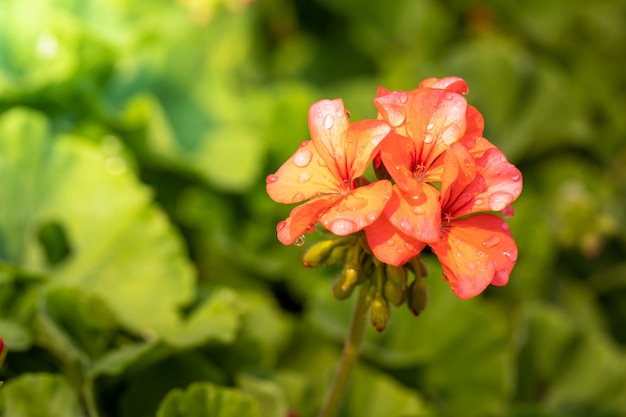 fleurs colorées