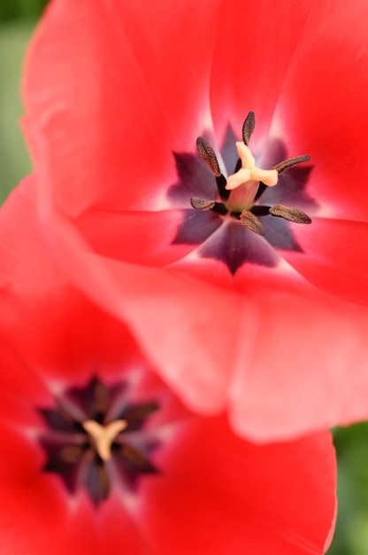 fleurs colorées