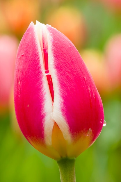 fleurs colorées