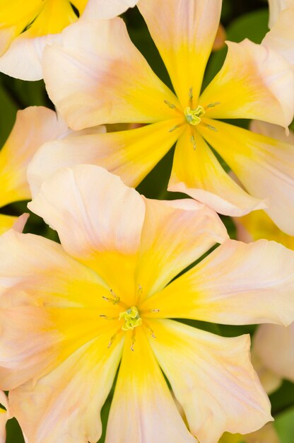 fleurs colorées