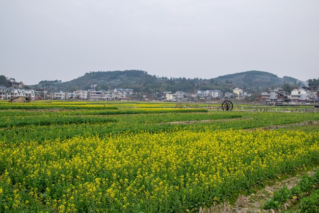 Fleurs de colza à la campagne Fleurs de colza dorées dans les champs
