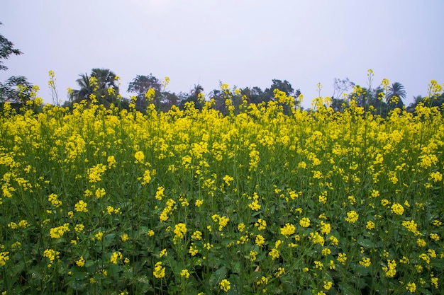 Fleurs de colza jaunes dans le champ avec ciel bleu mise au point sélective Vue sur le paysage naturel