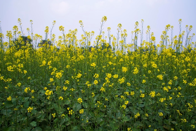 Fleurs de colza jaunes dans le champ avec ciel bleu mise au point sélective Vue sur le paysage naturel