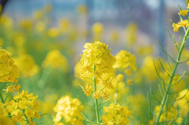 Photo fleurs de colza moelleuses