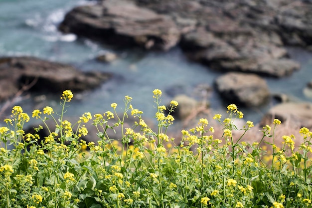 Fleurs de colza sur le terrain fleurit au printemps