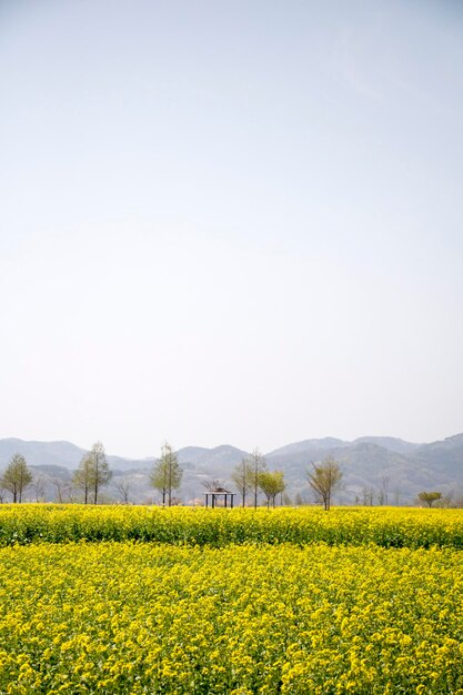 Fleurs de colza sur le terrain fleurit au printemps