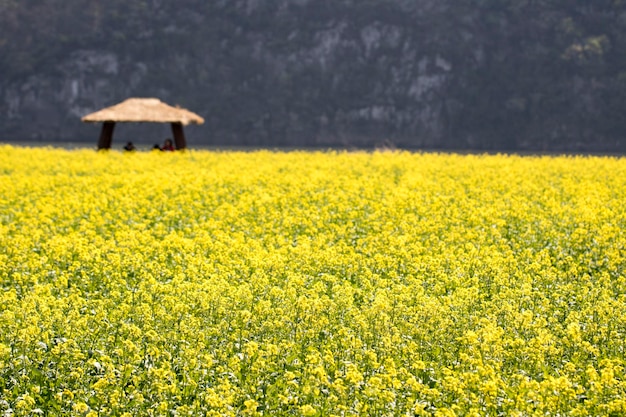 Fleurs de colza sur le terrain fleurit au printemps