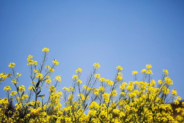 Fleurs de colza sur le terrain fleurit au printemps