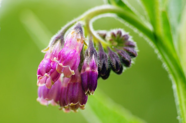 Des fleurs de comfrey communes.