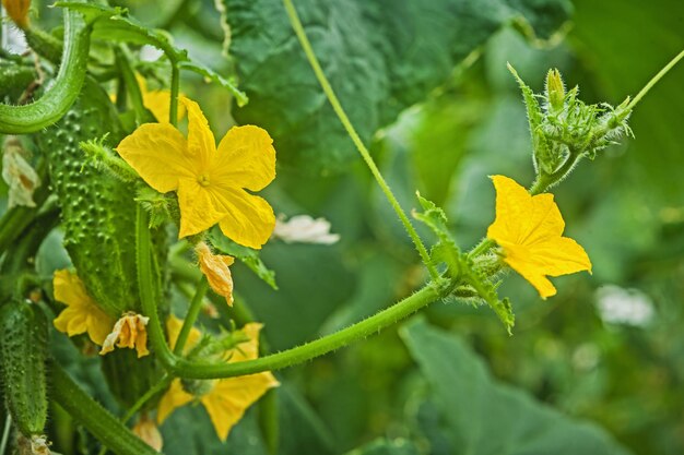 Fleurs de concombre vue rapprochée.