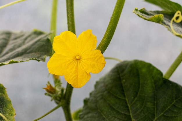 Des fleurs de concombres jaunes sur un parterre de fleurs par temps ensoleillé