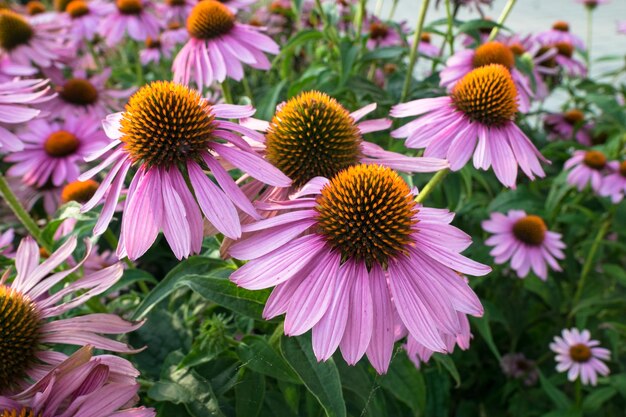 Fleurs de cône violettes