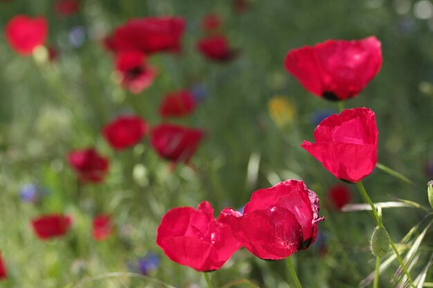 Fleurs de coquelicot rouge