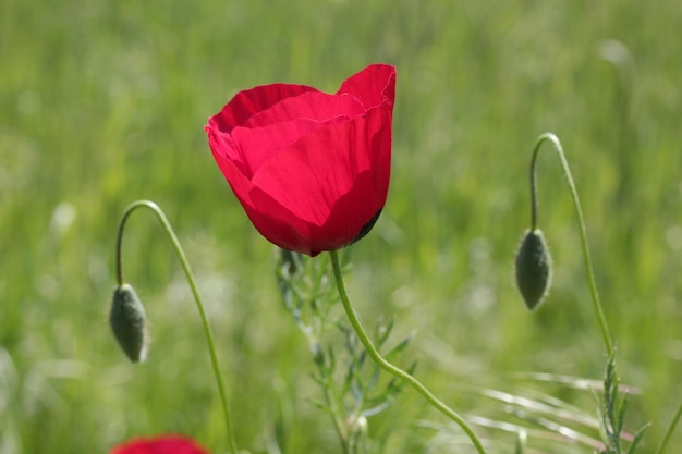 Fleurs de coquelicot rouge