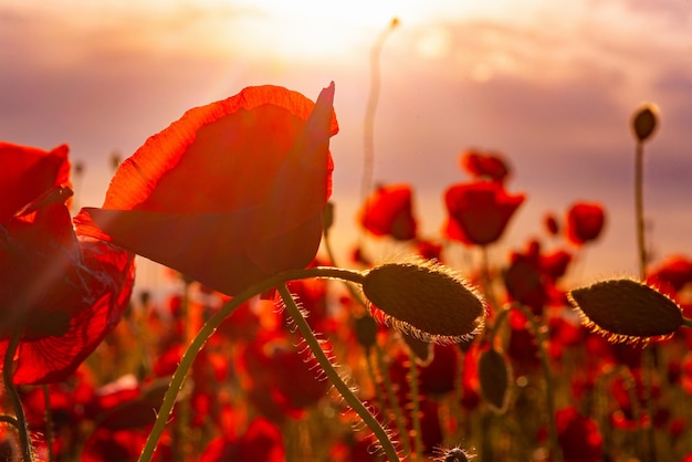 Des fleurs de coquelicots rouges fleurissent sur un champ de coquelicots sauvages en pleine floraison contre la lumière du soleil le jour du souvenir