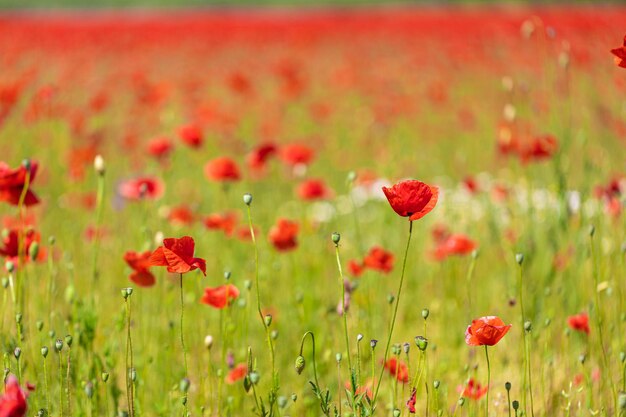 Des fleurs de coquelicots rouges fleurissent sur un champ sauvage. Fleurs d'été et herbe de prairie, paysage flou