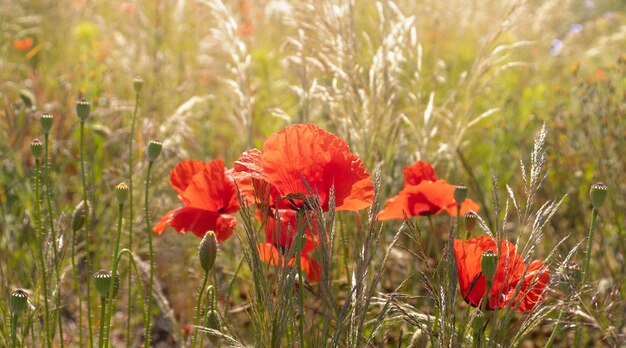 Fleurs de coquelicots rouges Prairies de fleurs d'été Arrière-plan floral