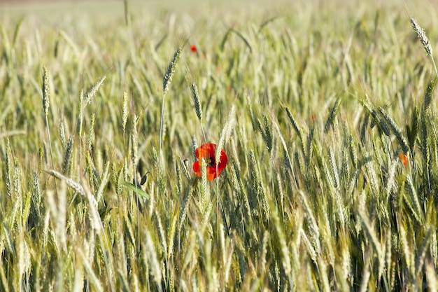 Fleurs De Coquelicots Rouges Sur Les Terres Agricoles Avec Une Récolte Verte Immature De Blé Ou D'autres Céréales