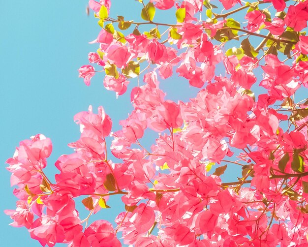 Fleurs de corail et fond de style féminin de ciel bleu