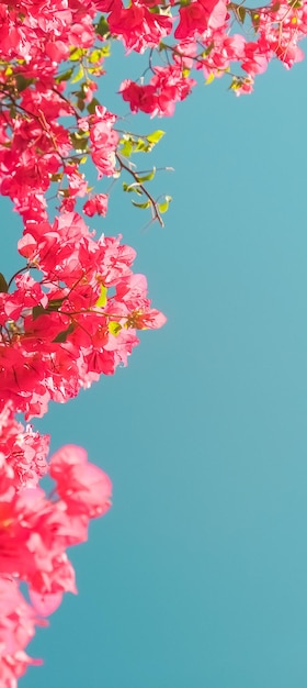 Fleurs de corail et fond de style féminin de ciel bleu