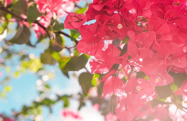 Fleurs de corail et fond de style féminin de ciel bleu