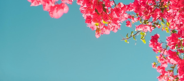 Fleurs de corail et fond de style féminin de ciel bleu